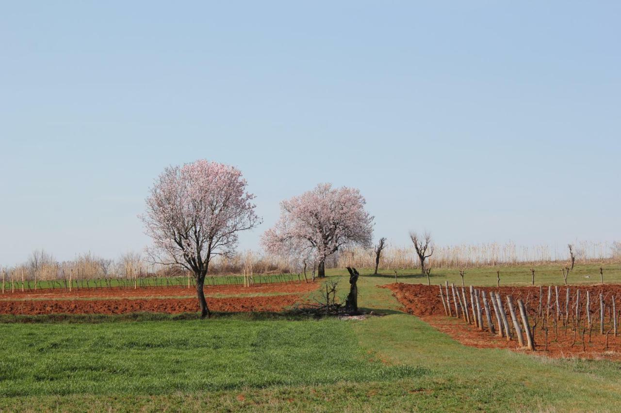 Tenuta Paljari Vižinada Exteriör bild
