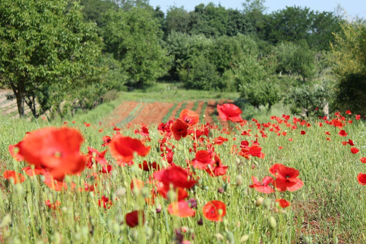 Tenuta Paljari Vižinada Exteriör bild